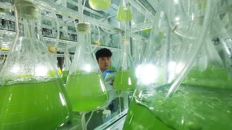 小分子CDMO临床前药学研究：揭秘药物研发的关键步骤**