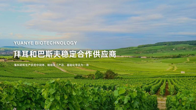 细菌培养基：如何选择合适的品牌？**